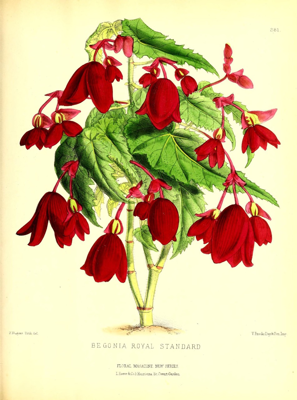 B. ‘Royal Standard’